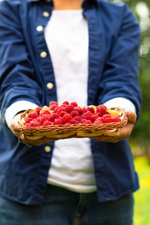 Women's hands carefully hold a basket with fresh fragrant raspberries on a background of green...