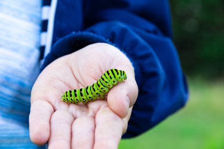 The boy's hands hold a beautiful green swallowtail caterpillar on a bright summer day in nature. Selective focus. Close-upの写真素材