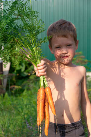 A six-year-old cute satisfied boy in black shorts holds in his hand a fresh carrot with tops on the background of green beds and a fence in the village on a sunny summer day. Selective focus. Portraitの写真素材