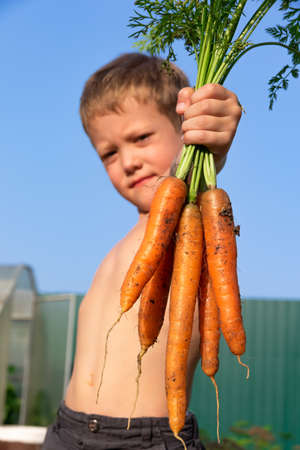 A six-year-old cute satisfied boy in black shorts holds in his hand a fresh carrot with tops on the background of green beds and a fence in the village on a sunny summer day. Selective focus. Portraitの写真素材