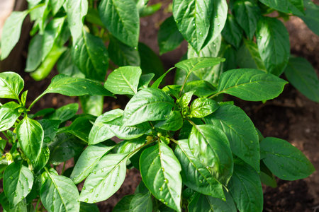 Young Bulgarian pepper plant with bright green leaves in a greenhouse in the village. Hot sunny...