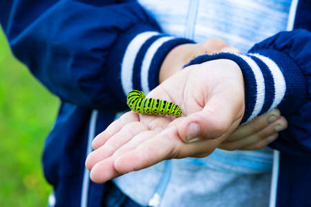 The boy's hands hold a beautiful green swallowtail caterpillar on a bright summer day in nature. Selective focus. Close-upの写真素材