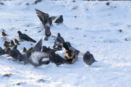 Wild ducks, pigeons and sparrows fight for food in the snow on a cold winter day. Fauna. Selective focus. Close-upの写真素材