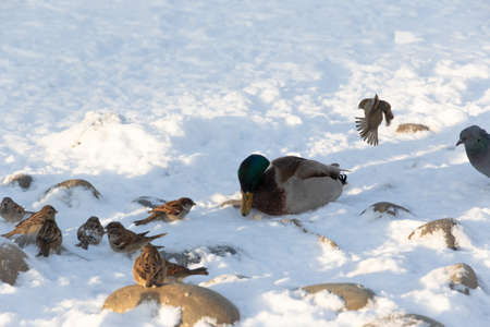 Wild ducks, pigeons and sparrows fight for food in the snow on a cold winter day. Fauna. Selective focus. Close-upの写真素材