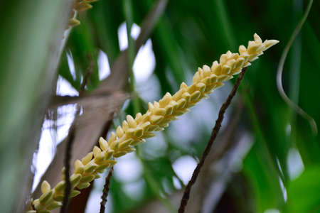 Coconut flowerの素材