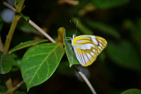 Yellow butterflyの素材