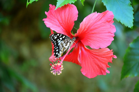 Butterfly on flowerの素材