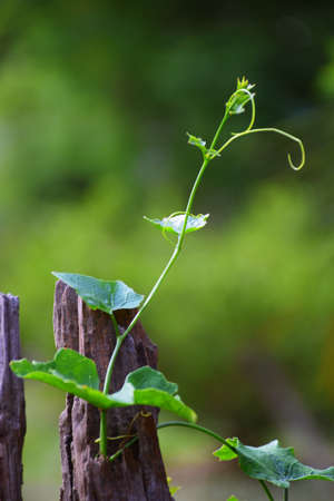 ivy gourd on log in gardenの写真素材