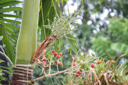 colour betel nut,betel palmの写真素材