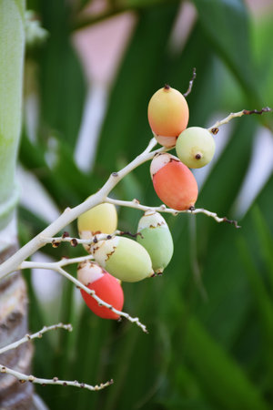 colour betel nut,betel paimの写真素材