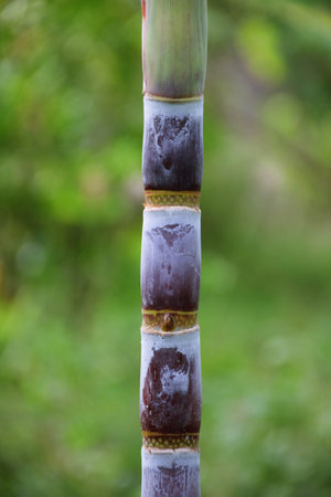 sugar cane , there is sweet the trunk is the stem