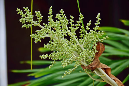 the areca nut , have young green , the areca nut is one kind herbs