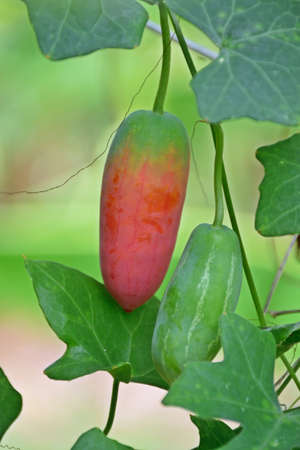 gourd cooked child has red , raw child has will greenの写真素材