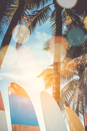 Many surfboards beside coconut trees at summer beach with sun light and blue sky background.の写真素材
