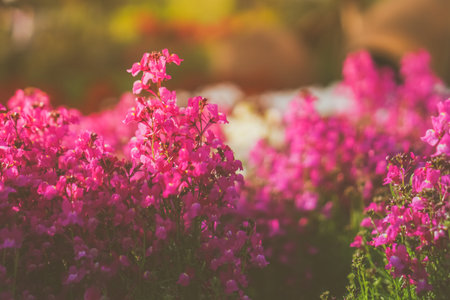 Selective focus of beautiful colorful flowers with summer bokeh background.vintage color style.の写真素材