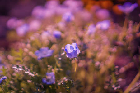 Selective focus of beautiful colorful flowers with summer bokeh background.vintage color style.の写真素材