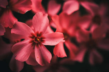 Selective focus of beautiful colorful flowers with summer bokeh background.vintage color style.の写真素材