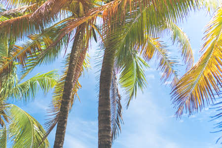 tropical palms leaf with bokeh blue sky and sun light background.の写真素材