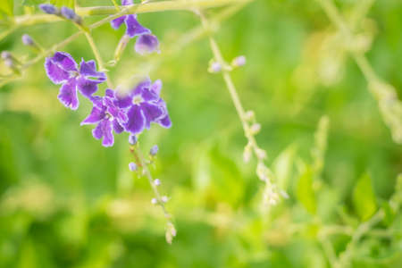 Selective focus of beautiful colorful flowers with summer bokeh background.vintage color style.の写真素材