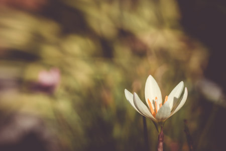 Selective focus of beautiful colorful flowers with summer bokeh background.vintage color style.