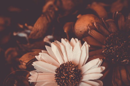 Fake flower on dry seed with chocolate tone vintage background.の写真素材
