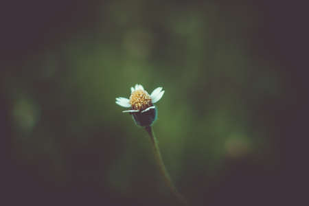 Selective focus of beautiful colorful flowers with summer bokeh background.vintage color style.の写真素材