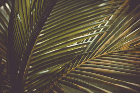 tropical palm leaf with bokeh blue sky and sun light background.の写真素材