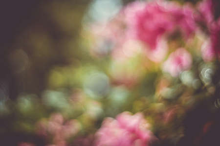 Green nature sunlight colorful bokeh abstract background .Vintage pastel color tone style.の写真素材