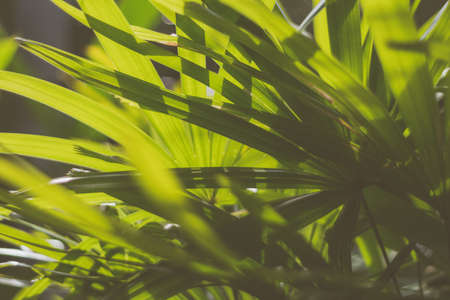 Blur closed up tropical summer green leaf background. Vintage dark tone color style texture.の写真素材