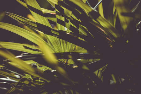 Blur closed up tropical summer green leaf background. Vintage dark tone color style texture.の写真素材