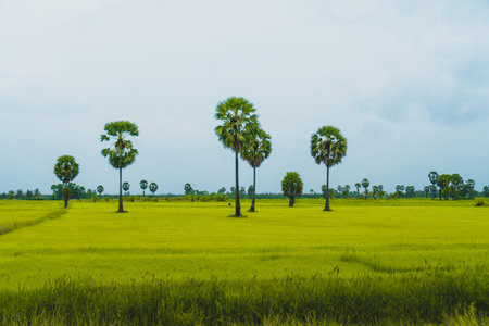 Green yellow nature rice field with sunlight and palm tree blue sky background.