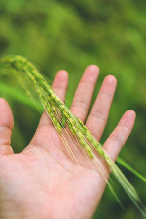 Woman hand touch fresh rice from rice field with green nature abstract background.の写真素材