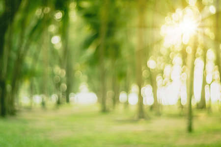 Blur nature bokeh green park by beach and tropical coconut trees in sunset time.の写真素材