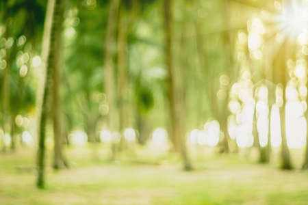Blur nature bokeh green park by beach and tropical coconut trees in sunset time.の写真素材