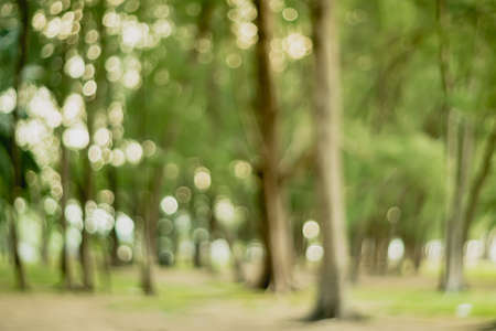 Blur nature bokeh green park by beach and tropical coconut trees in sunset time.の写真素材
