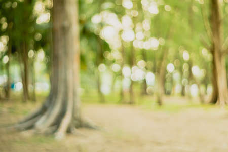 Blur nature bokeh green park by beach and tropical coconut trees in sunset time.の写真素材