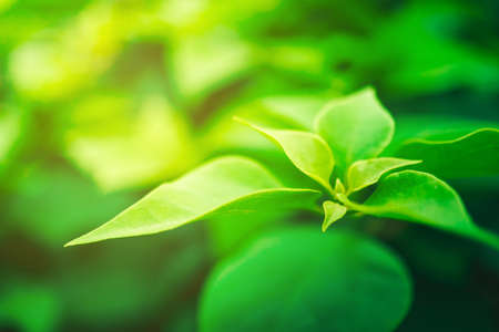 Selective focus closed up tropical summer green leaf background with sunlight.の写真素材