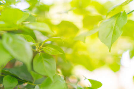 Selective focus closed up tropical summer green leaf background with sunlight.の写真素材