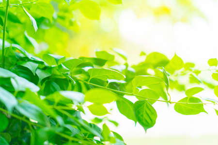 Selective focus closed up tropical summer green leaf background with sunlight.の写真素材