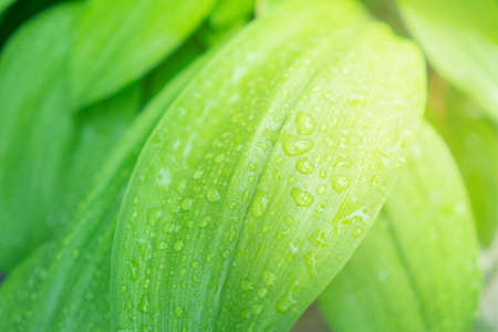 Selective focus closed up tropical summer green leaf background with sunlight.の写真素材