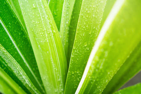 Selective focus closed up tropical summer green leaf background with sunlight.の写真素材