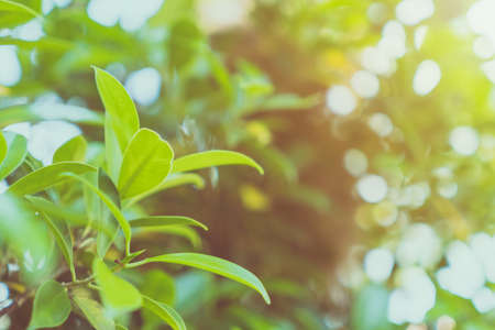 Selective focus closed up tropical summer green leaf background with sunlight.の写真素材