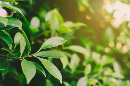 Selective focus closed up tropical summer green leaf background with sunlight.の写真素材