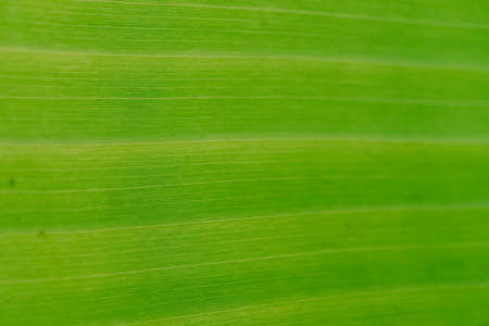 Closed up banana leaf texture abstract background.の写真素材