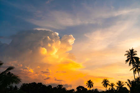 Tropical palm coconut trees on sunset sky nature background.の写真素材