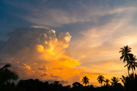 Tropical palm coconut trees on sunset sky nature background.の写真素材