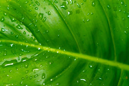 Selective focus closed up tropical summer green leaf background with sunlight.の写真素材