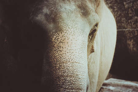 Closed up potrait of elephant.の写真素材