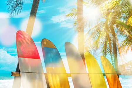 Many surfboards beside coconut trees at summer beach with sun light and blue sky background.の写真素材