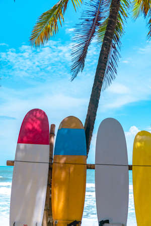 Many surfboards beside coconut trees at summer beach with sun light and blue sky background.の写真素材